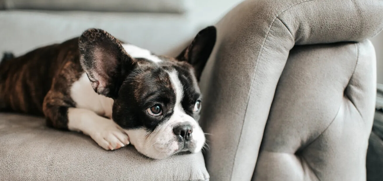 Чаще всего животные страдают из-за стресса. Источник: novochag.ru. Фото.