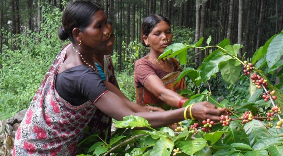 В XVIII веке кофе стали выращивать в европейских колониях, таких как Индия и Индонезия. Источник: a-kofe.ru. Фото.