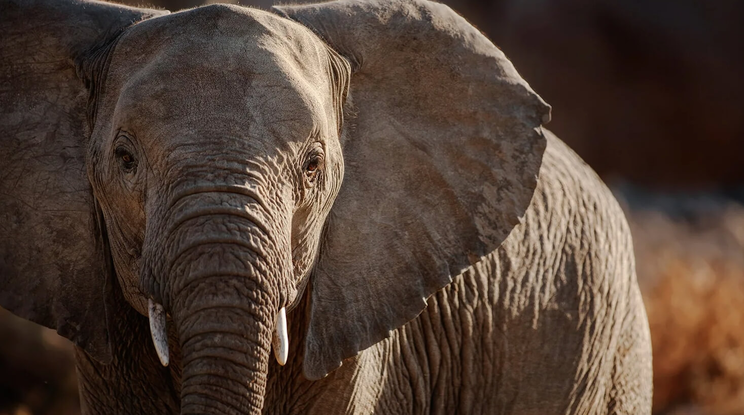 Впечатляющие факты о слонах: зачем им огромные уши, хобот и бивни? В хоботе слона насчитывается 17 мышц. Источник изображения: Live Science. Фото.