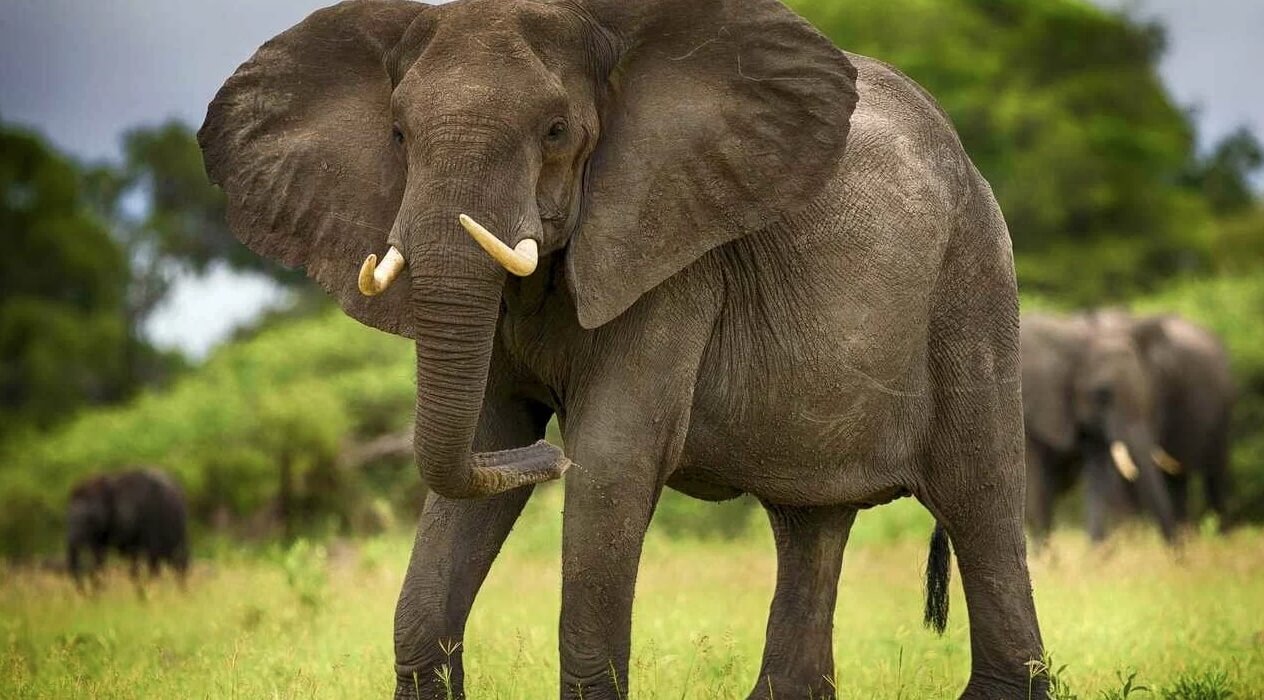 Африканский и индийский слон — в чем отличия? Африканский слон крупный и с большими ушами. Источник изображения: dzen.ru. Фото.