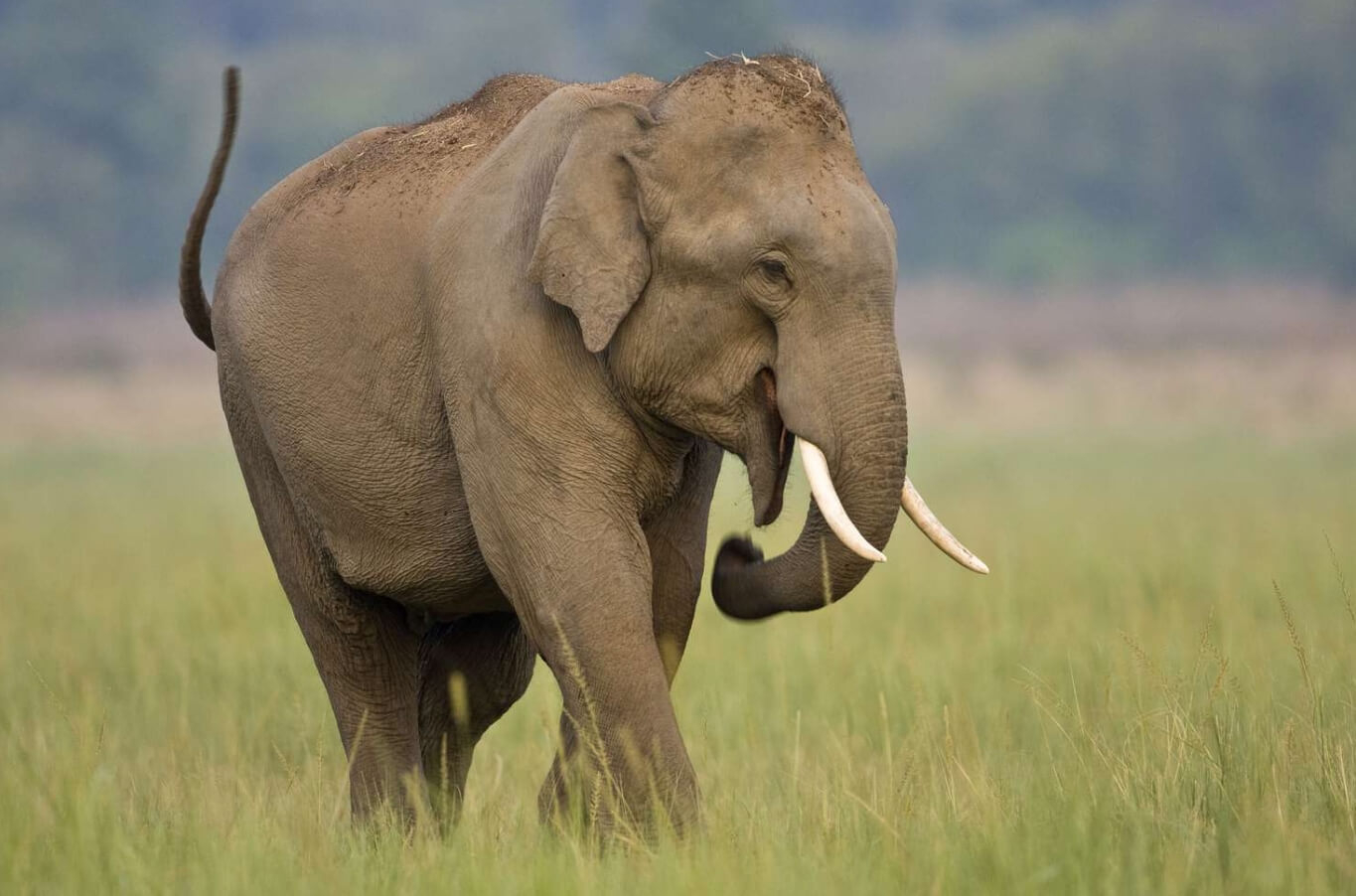 Африканский и индийский слон — в чем отличия? Индийский слон поменьше и имеет округлые уши. Источник изображения: thoughtco.com. Фото.