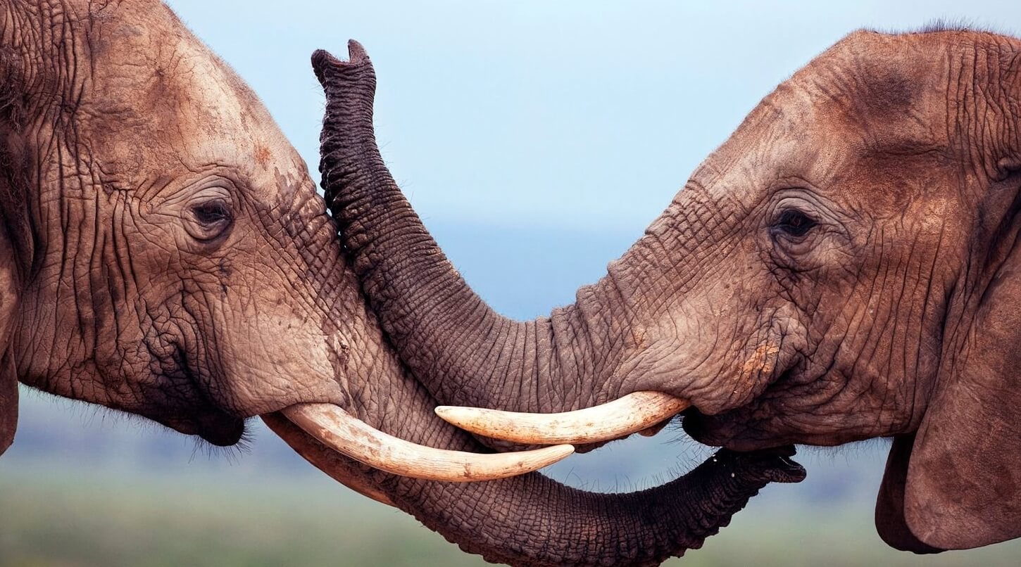 Зачем слону хобот, бивни и большие уши. Длина хобота слона составляет около 2 метров. Источник изображения: goodfon.ru. Фото.