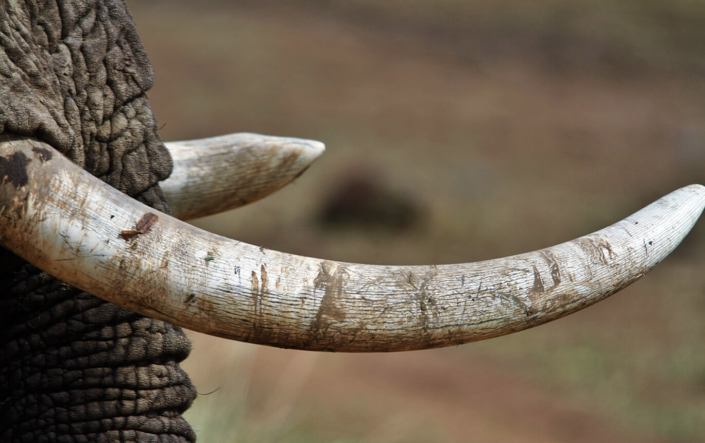 Зачем слону хобот, бивни и большие уши. Бивни африканского слона достигают длины 3,5 метров. Бивни индийского слона — 1,5 метра. Источник изображения: phys.org. Фото.