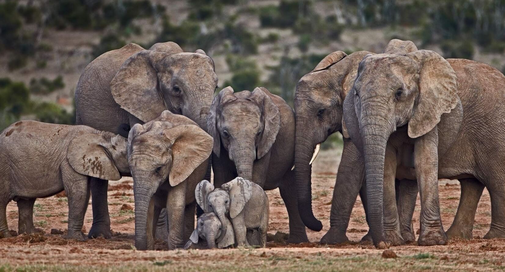 Как живут слоны. В семьях слонов царит матриархат. Источник изображения: Pinterest. Фото.