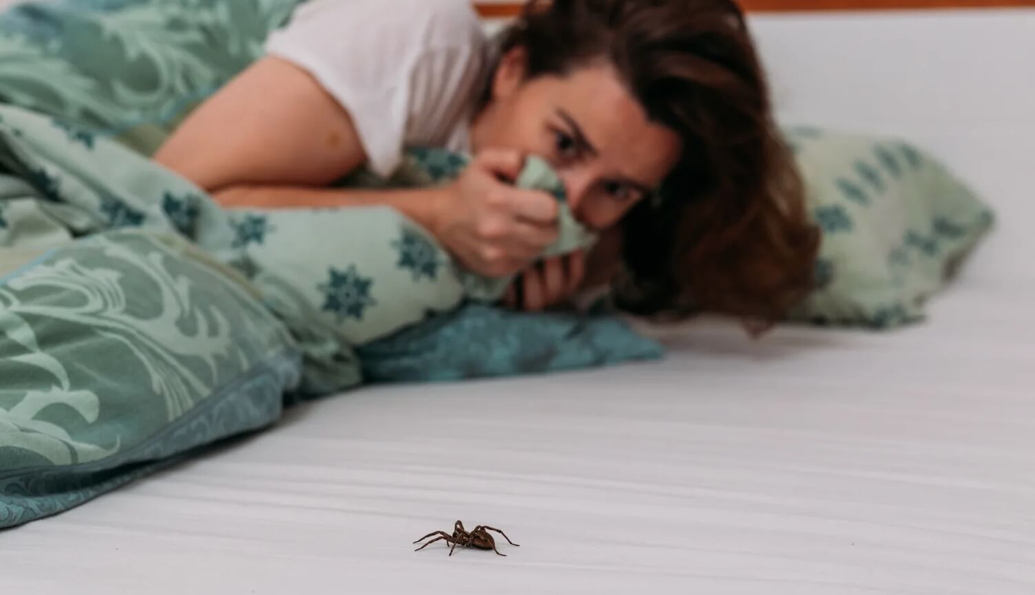 Не убивайте пауков в доме! Вот в чем их польза в наших квартирах. Не спешите истреблять домашних пауков — сначала узнайте, какую пользу они несут. Источник изображения: grunge.com. Фото.