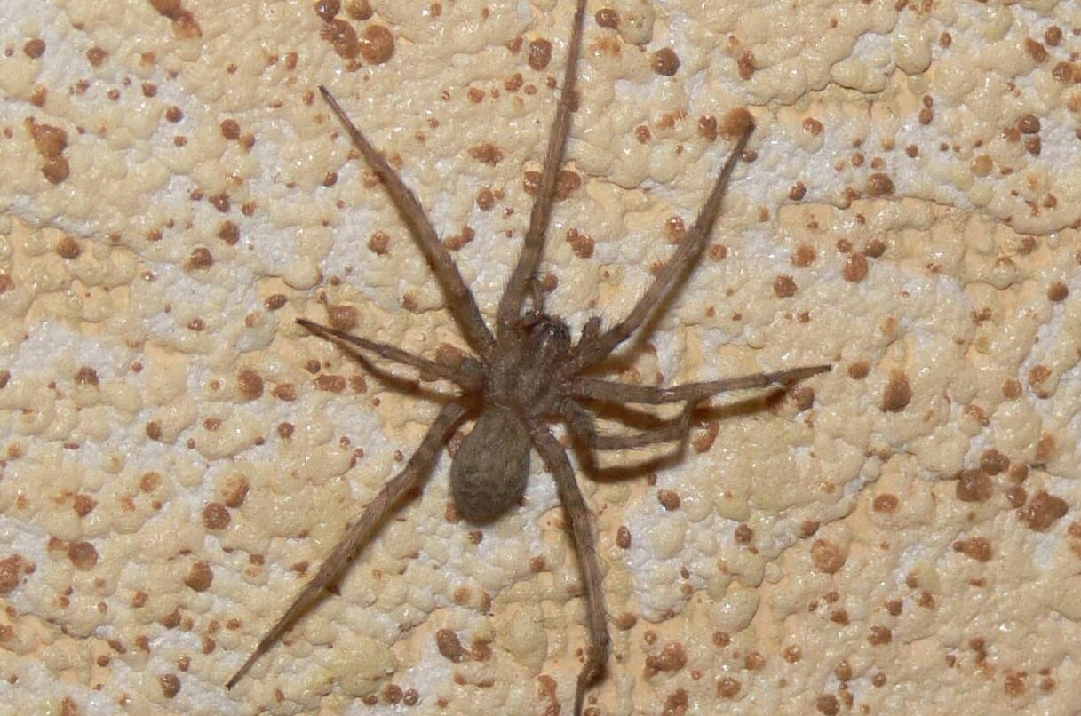 Какие виды пауков живут в наших домах. Домовый паук. Источник изображения: wikipedia.org. Фото.