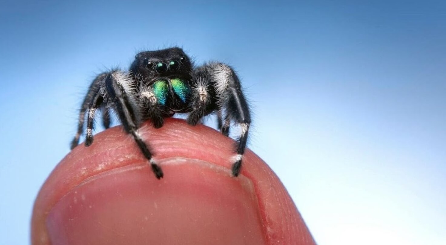Какие виды пауков живут в наших домах. Из-за крошечных размеров пауков-скакунов можно и не заметить. Источник изображения: Live Science. Фото.