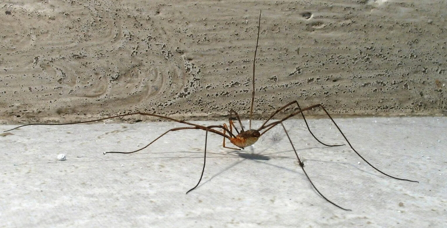 Какие виды пауков живут в наших домах. Паук-сенокосец. Источник изображения: Live Science. Фото.