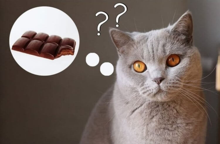 Можно ли кошкам есть шоколад? Чем больше содержание какао, тем он более токсичен для кошки. Источник изображения: koshka.top. Фото.