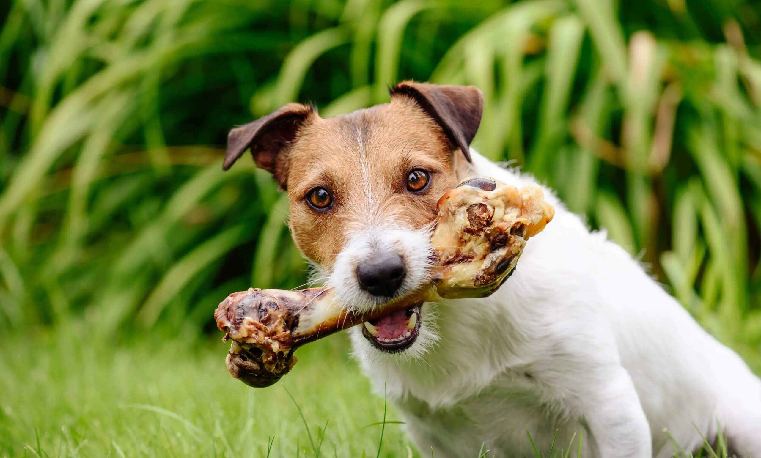 Многие собаки любят что-то грызть — это их природный инстинкт, но больше всего любят кости. Источник изображения: blackcoalminers.com. Фото.