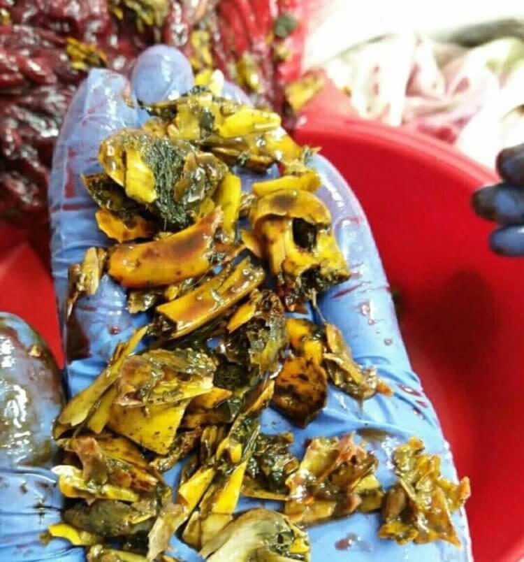 Что будет, если собака ест кости? Куриные кости, извлечённые из желудка собаки посмертно. Источник изображения: m.e1.ru. Фото.