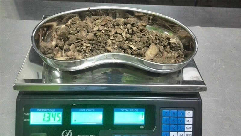 Количество извлечённых костей из собаки. Источник изображения: ko-komanda.org. Фото.