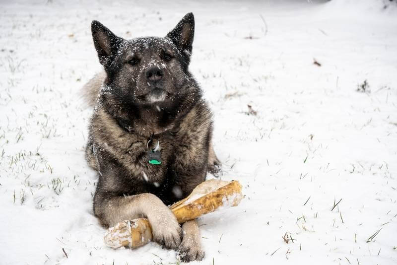 В средневековье рацион собак состоял в основном из злаков и молочных продуктов. Мясо получали в основном охотничьи и ездовые собаки. Источник изображения: petstory.ru. Фото.