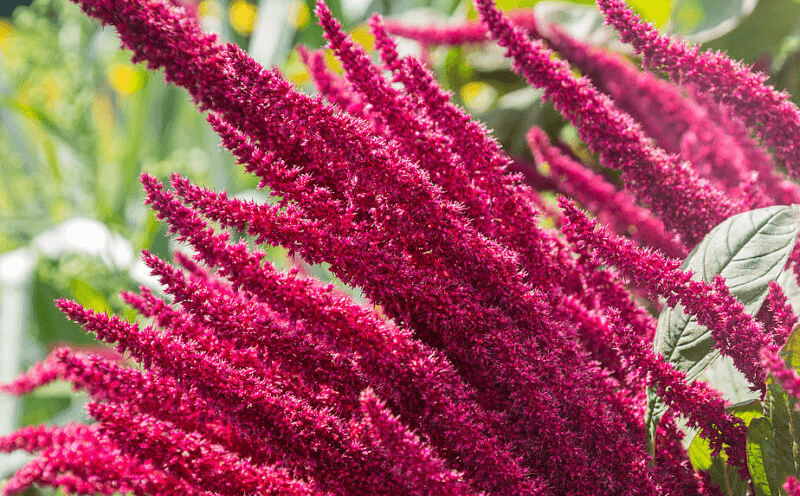 Амарант — цветочный оттенок. Амарант. Источник изображения: kalendel.ru. Фото.