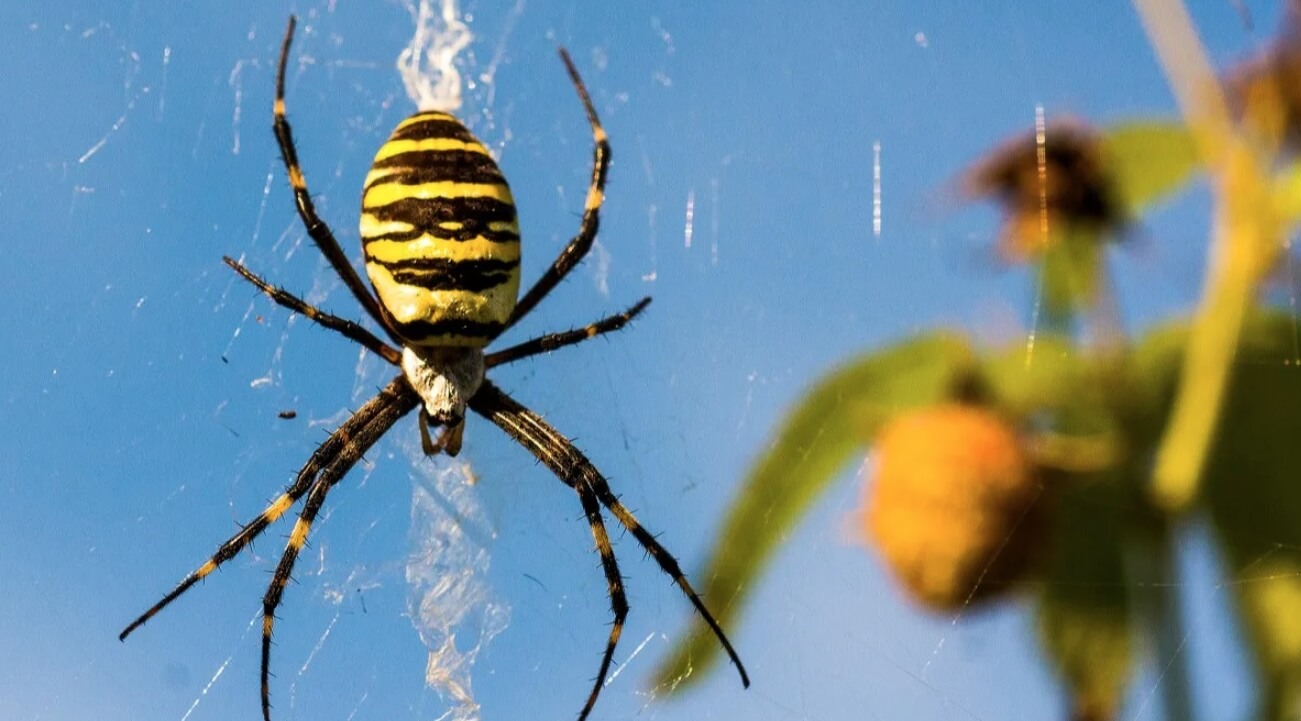 Паук-оса — где он живет и как выглядит. Паук-оса сильно выделяется, поэтому контакта с ним можно избежать. Источник изображения: glavagronom.ru. Фото.