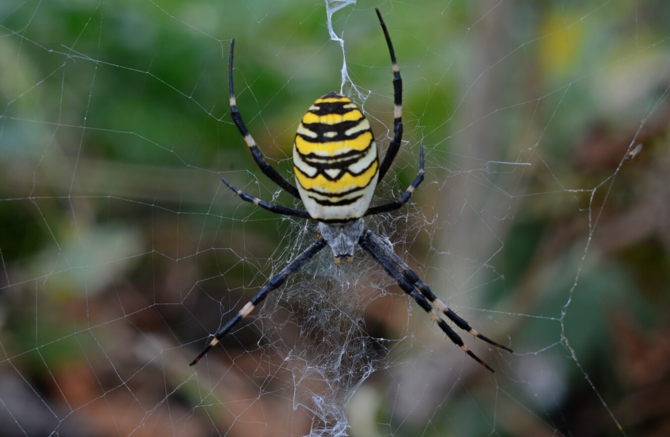 Паук-оса — где он живет и как выглядит. Несмотря на потенциальную опасность, пауки-осы боятся людей. Источник изображения: Live Science. Фото.