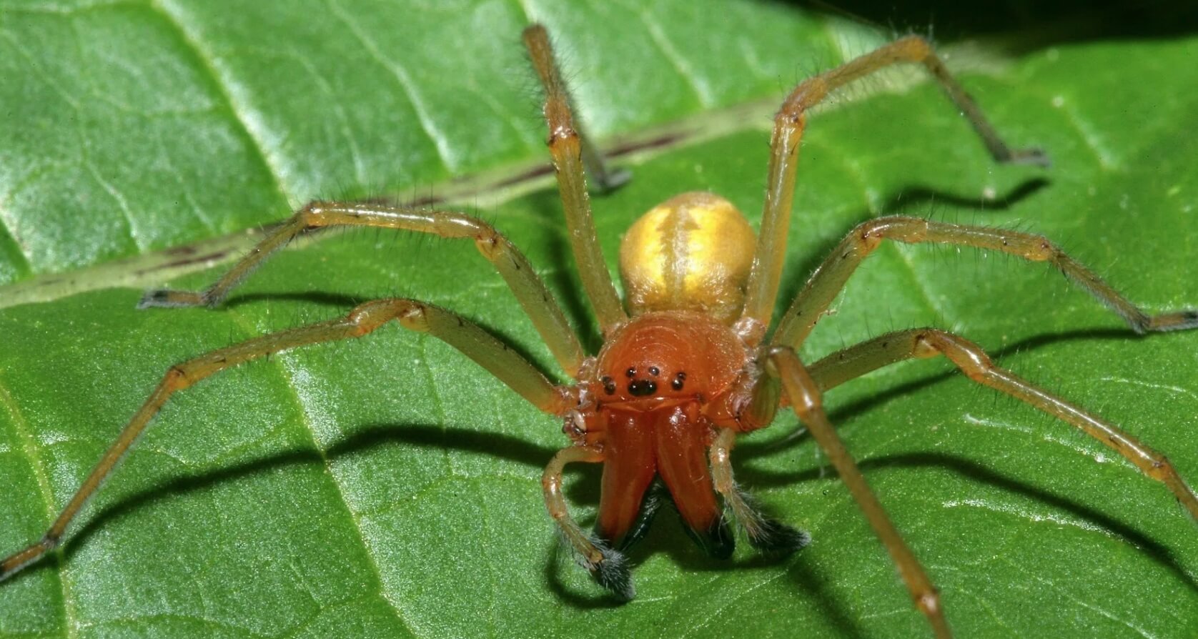 Паук-бродяга — насколько опасен его укус. Паук-бродяга. Источник изображения: dzen.ru. Фото.
