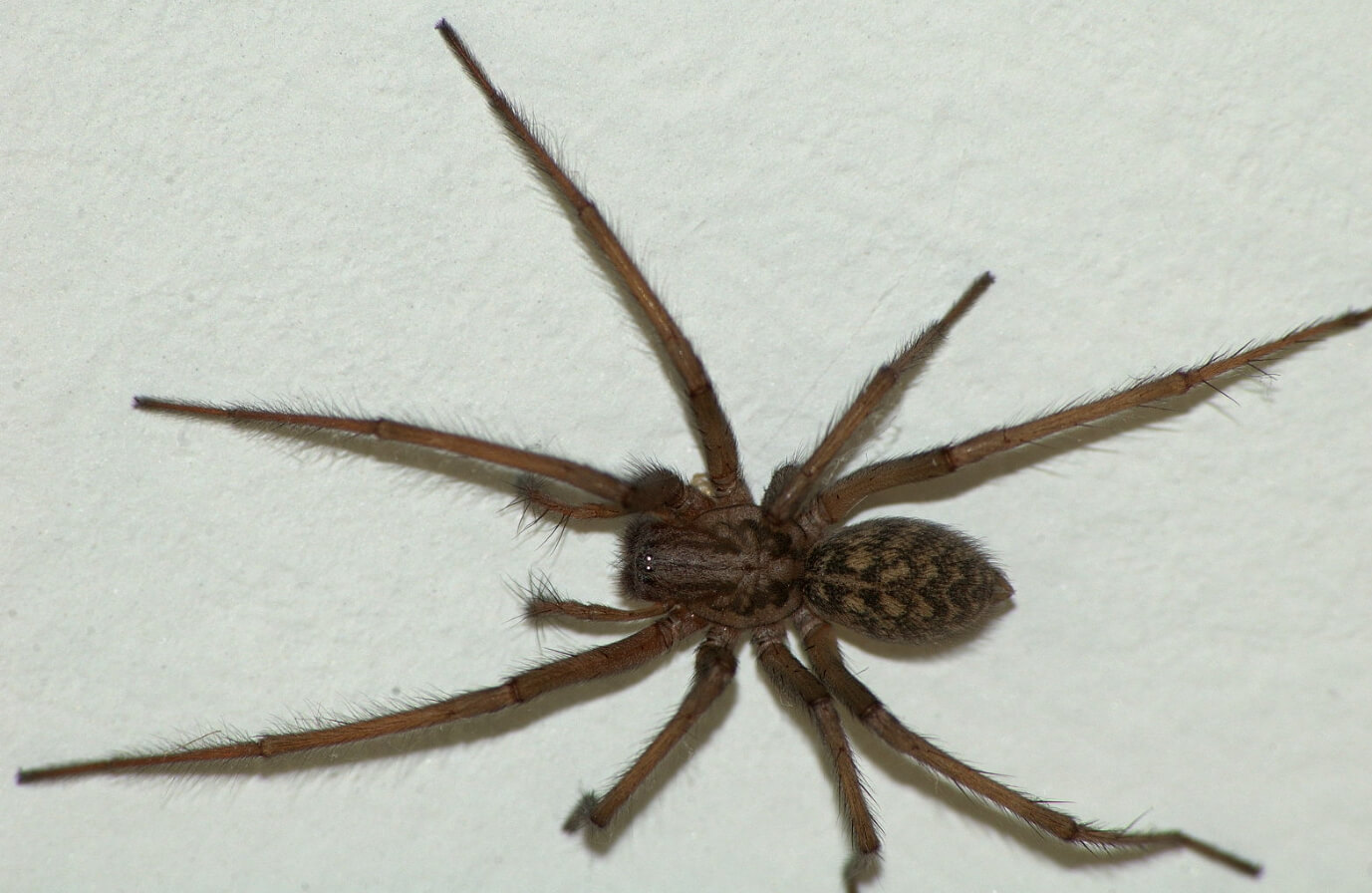 Домовый паук — частый гость наших квартир. Фотография домового паука. Источник: wikipedia.org. Фото.