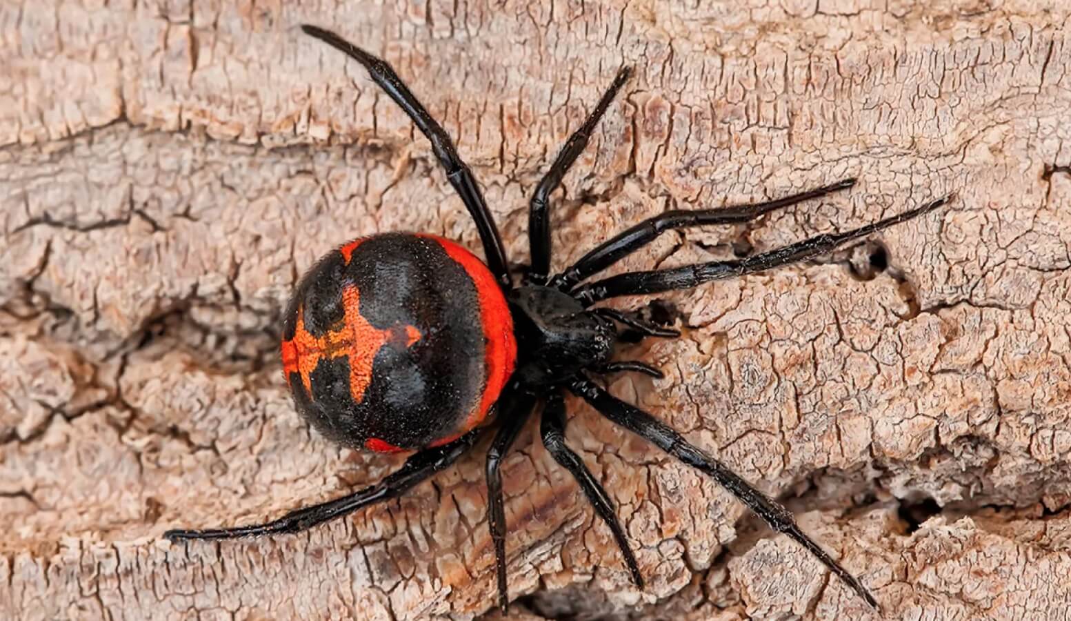 Черная вдова — самый ядовитый паук в России. Фотография черной вдовы. Источник: Live Science. Фото.
