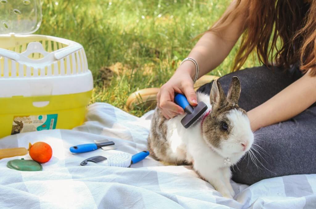 Раньше в школах и детских садах часто использовали мелких грызунов для обучения детей ответственности и эмпатии. Источник изображения: blog.ferplast.com. Фото.