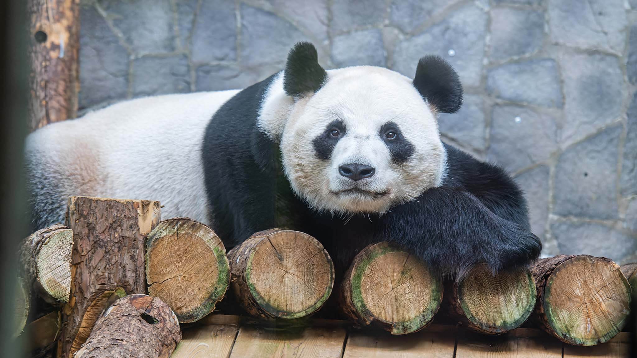 Иногда животные сталкиваются со стрессом в неволе. Источник: kp.ru. Фото.