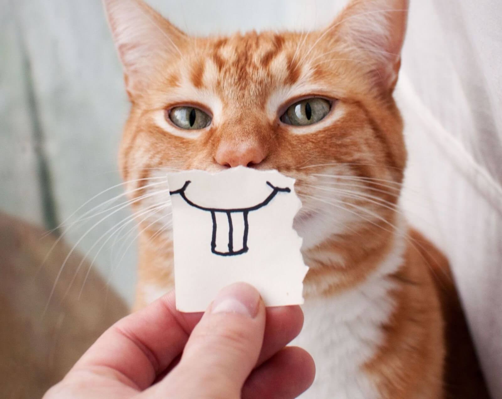 Понимание поведения кошки помогает укрепить связь между питомцем и хозяином. Источник изображения: ridlife.ru. Фото.