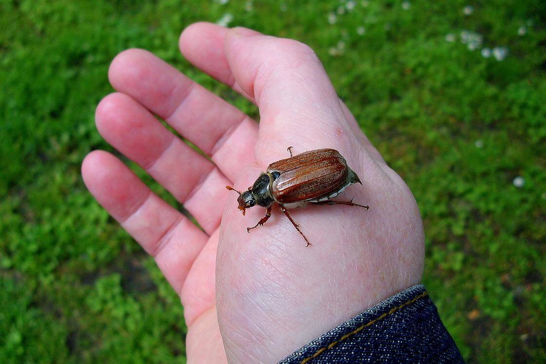 Щекотка — защитная функция организма, которая досталась нам от далеких предков. Источник: nur.kz. Фото.