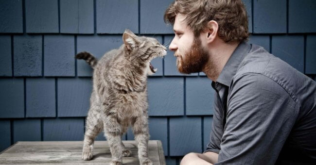 11 вещей, которые никогда не нужно делать со своим котом. Фото.