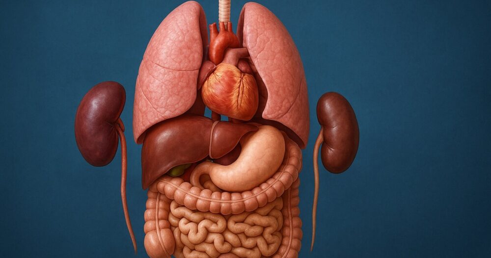 Transposed Organs Из-за чего органы некоторых людей расположены зеркально