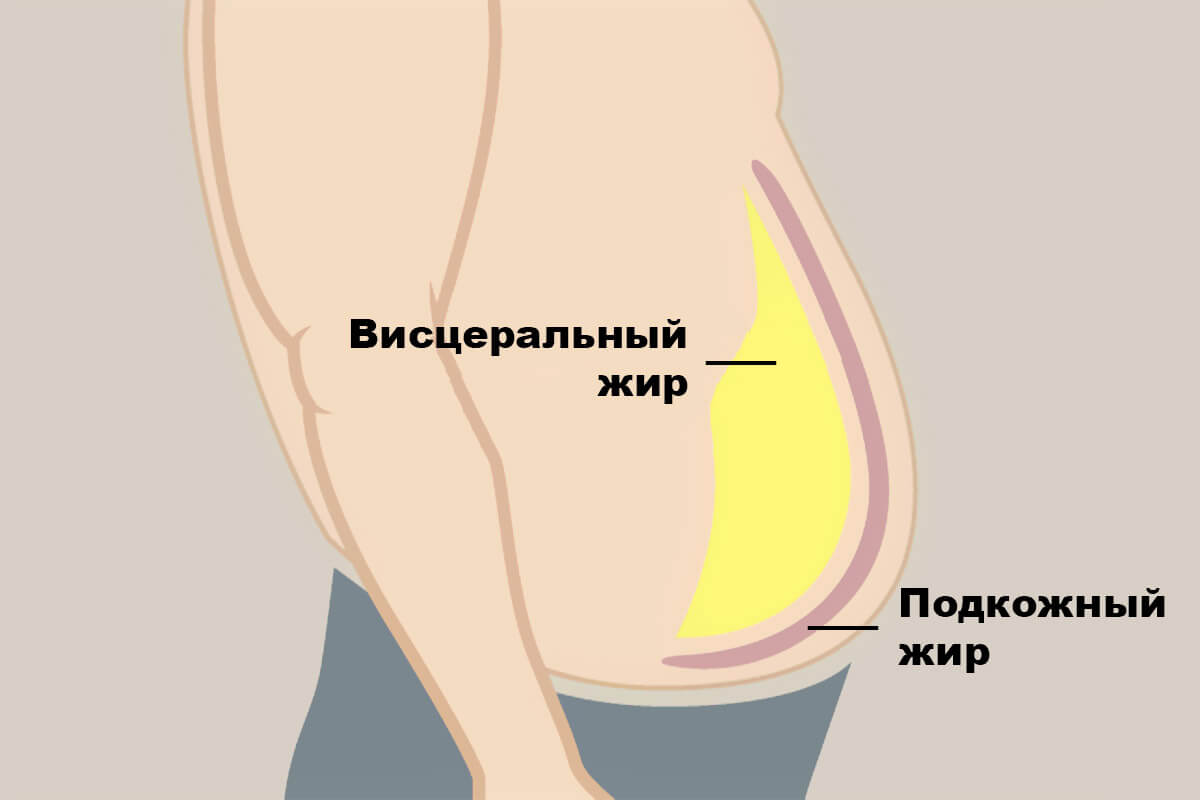 Биология увеличения живота в среднем возрасте. Неизвестные ранее клетки приводят к накоплению висцерального жира. Источник: fitseven.ru. Фото.