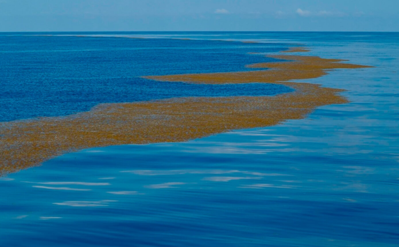 Саргассово море — единственное море в мире, у которого нет берегов. Саргассово море со всех сторон окружено океаном. Источник: fishki.net. Фото.