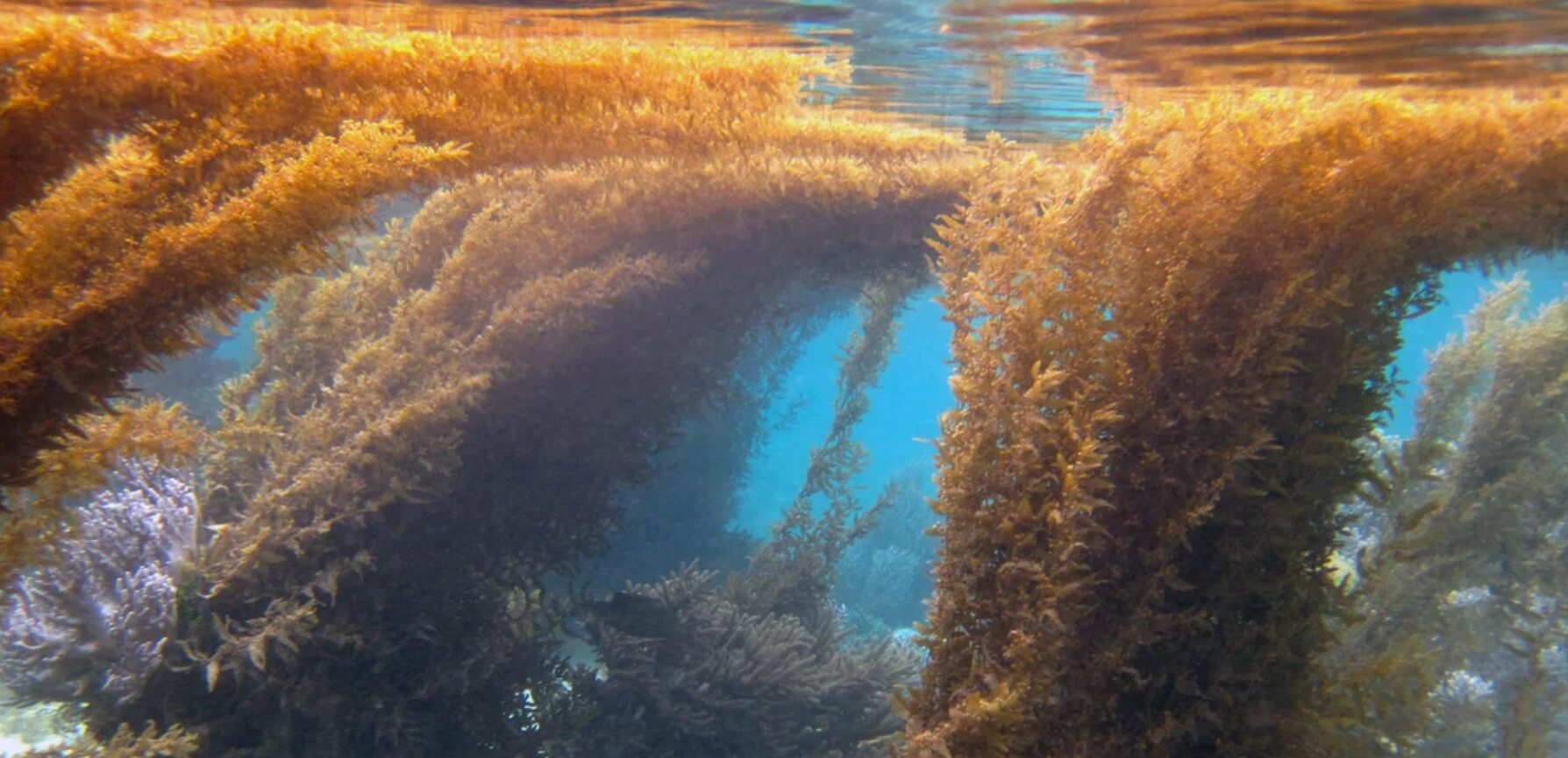 История открытия и мореплавание. Моряки боялись Саргассово море из-за водорослей и отсутствия ветра. Источник: pikabu.ru. Фото.