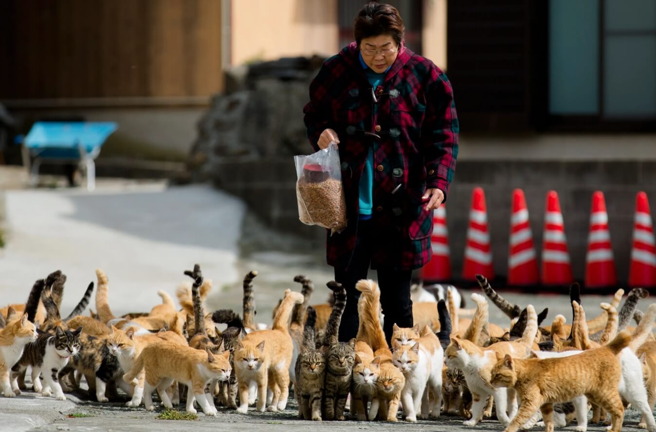 Аосима — японский остров, где кошек в 20 раз больше, чем людей. На острове Аосима больше кошек, чем людей. Источник изображения: businessinsider.com. Фото.