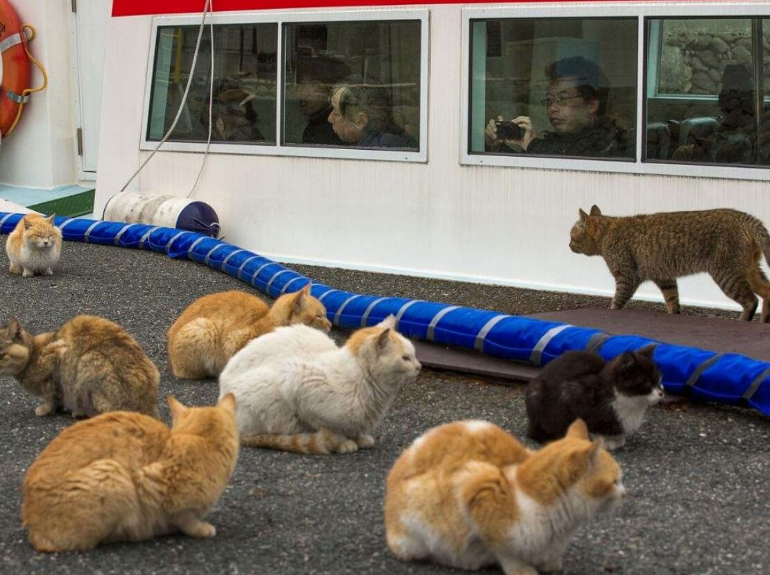 Аосима — остров кошек. Благодаря кошкам, Аосима — очень популярное туристическое место. Источник изображения: businessinsider.com. Фото.