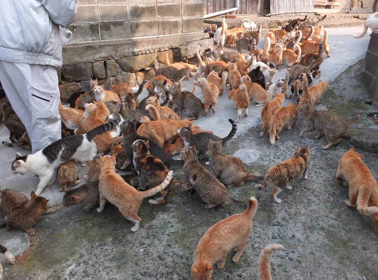 Аосима — остров кошек. На этой фотографии особенно хорошо видно, насколько много кошек на острове. Источник изобретения: wikimedia.org. Фото.