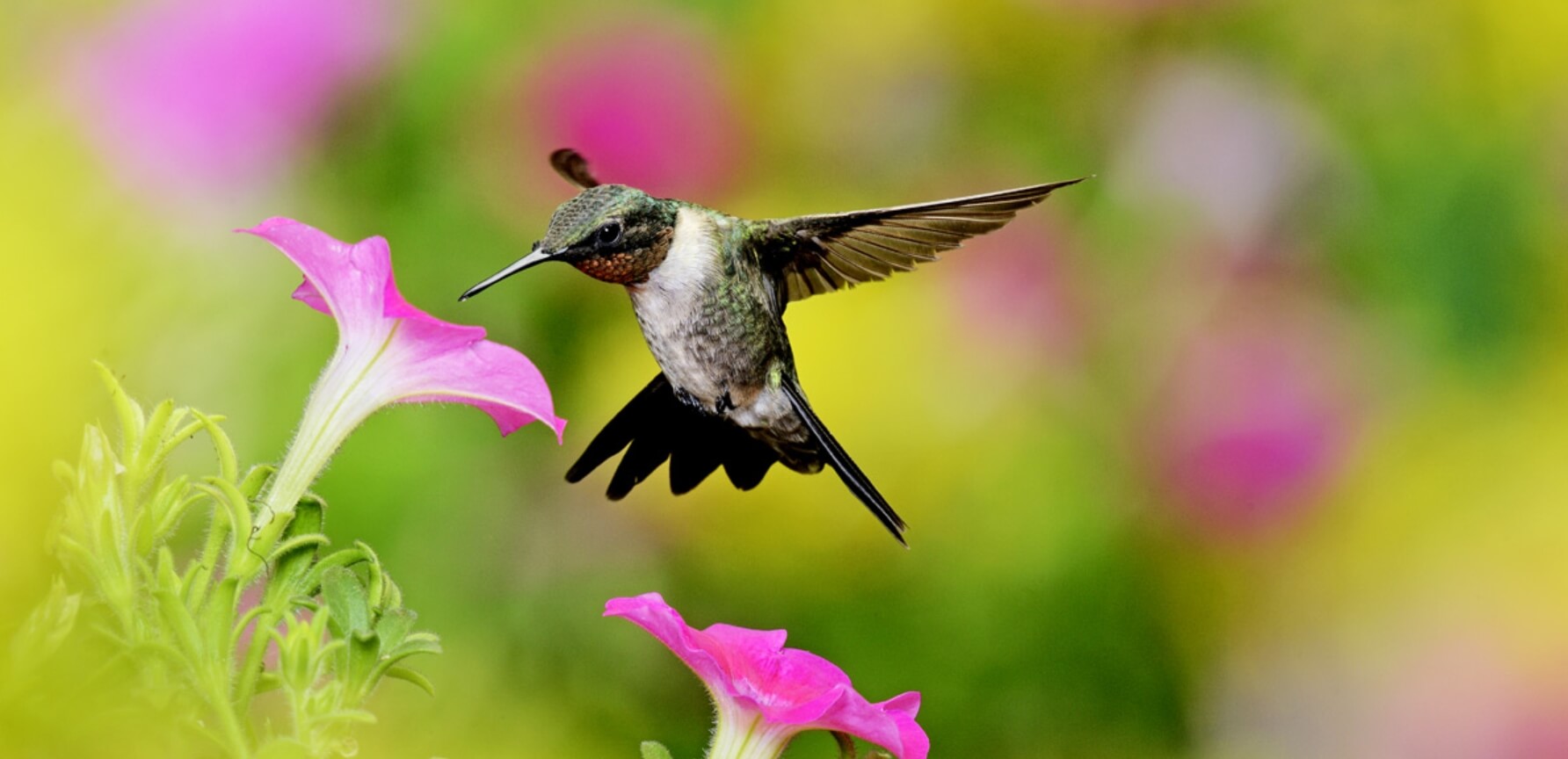 Колибри можно спутать с крупным насекомым. Источник: vokrugsveta.ru. Фото.