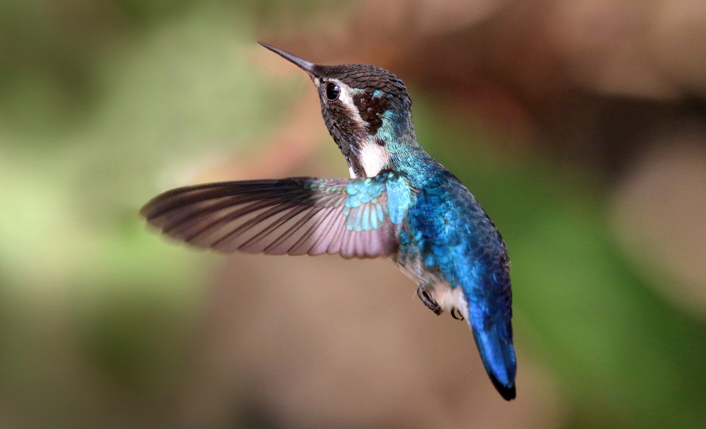Колибри совершают до 80 взмахов в секунду. Источник: wikimedia.org. Фото.