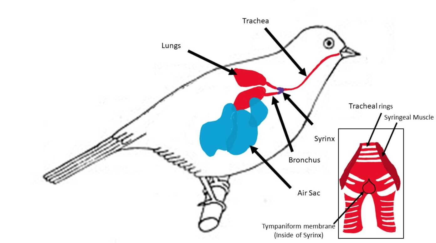 Вот где находится сиринкс — голосовой орган птиц. Источник изображения: wikimedia.org. Фото.