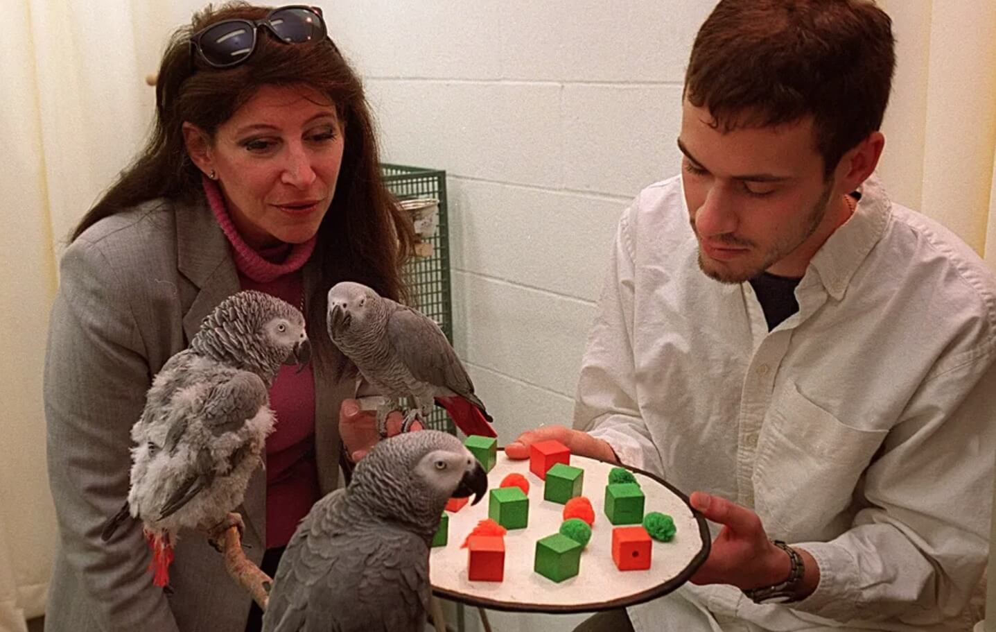На переднем плане — попугай Алекс. Источник изображения: livescience.com. Фото.
