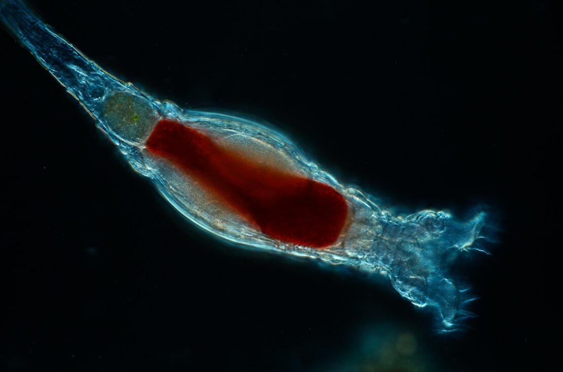 Кто такие пиявковидные коловратки и почему они особенные. Пиявковидные коловратки живут в воде. Источник: en.wikipedia.org. Фото.