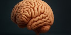 Почему человеческий мозг имеет извилины и на что они влияют. Фото.