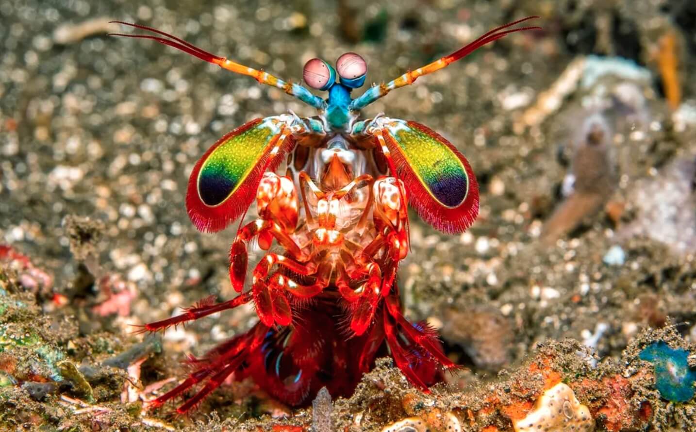 Кто видит больше всего цветов. Креветка-богомол различает настолько много цветов, что ученые даже не знают, для чего ей это нужно. Фото.