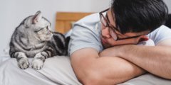 Умнее, чем кажутся: как кошки узнают имена людей и других кошек. Фото.