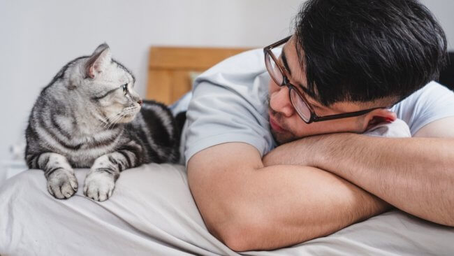 Умнее, чем кажутся: как кошки узнают имена людей и других кошек. Фото.