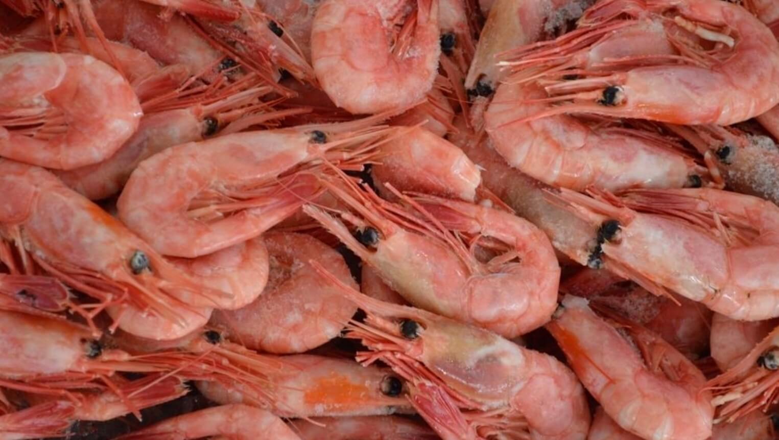 Северные креветки считаются одними из самых вкусных. Источник: fishnews.ru. Фото.