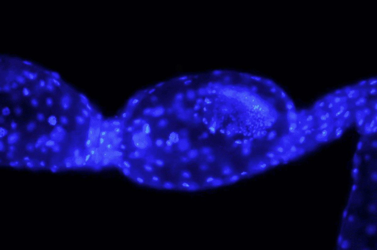 Для исследований использовались самые разные методы. Изображение: popsci. Фото.