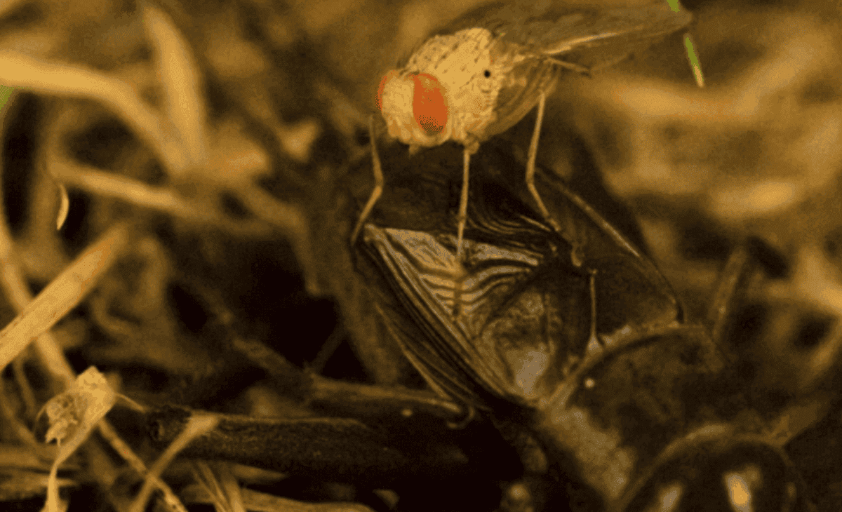 Такая невзрачная и такая хитрая муха. Изображение: popsci. Фото.
