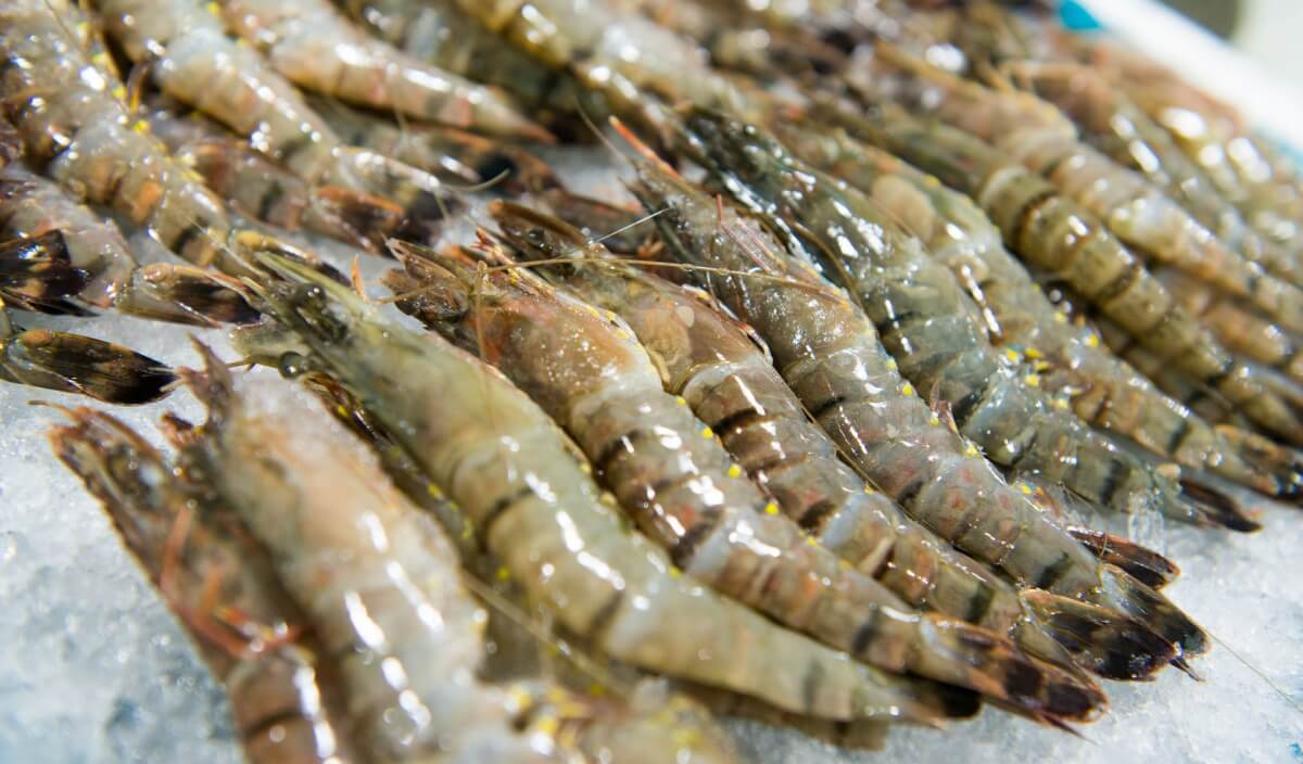 Тигровые креветки отличаются крупным размером. Источник: diamart.info. Фото.