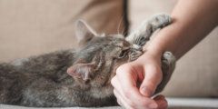 Почему кошка прикусывает — всё о «любовных укусах» и привлечении внимания. Фото.