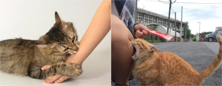 Что такое «любовные укусы» у кошек и как их распознать. «Любовный кусь» и «обрати на меня внимание» могут быть разных масштабов — всё зависит от характера кошки. Источники изображений: fotokoshki.ru, ru.pinterest.com. Фото.
